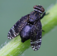 Platystoma