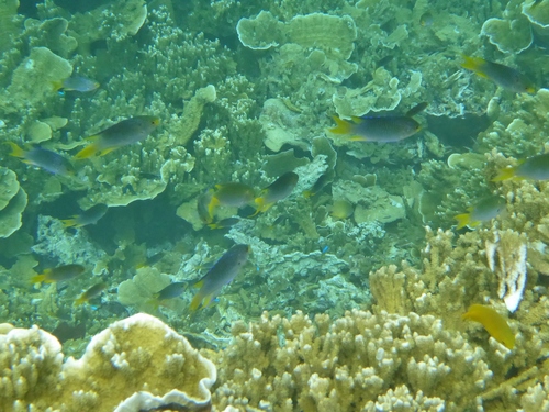 Neopomacentrus nemurus