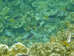 Neopomacentrus nemurus