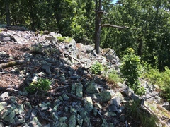 Polymnia canadensis radiata