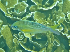 Scolopsis margaritifera
