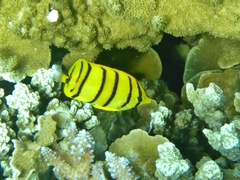 Chaetodon octofasciatus