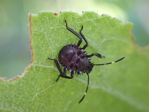 Halyomorpha halys