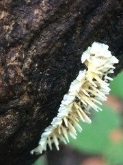 Protohydnum sclerodontium