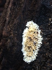 Protohydnum sclerodontium