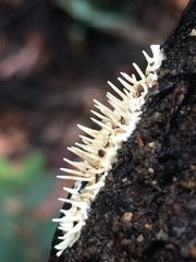 Protohydnum sclerodontium