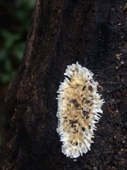 Protohydnum sclerodontium