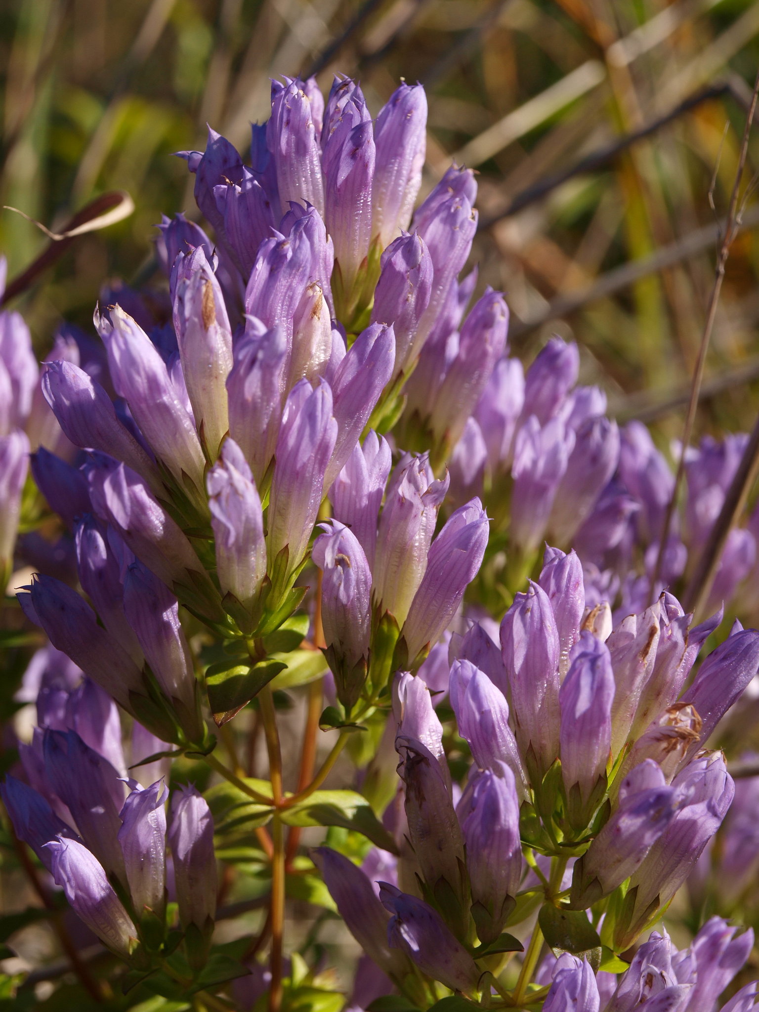 Gentianella quinquefolia ssp. occidentalis