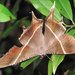 Tropical Swallowtail Moth - Photo (c) Alan Kwok / Ada Tai, some rights reserved (CC BY-NC), uploaded by Alan Kwok / Ada Tai