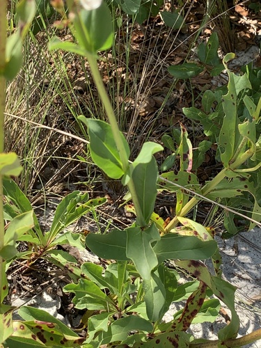 Image of Penstemon multiflorus by no rights reserved