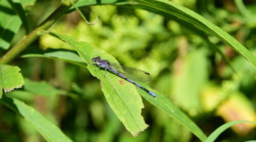 Variable Dancer, Kane County, IL, USA, photo 10 of 10