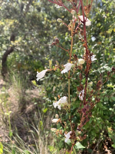 Image of Penstemon multiflorus by no rights reserved
