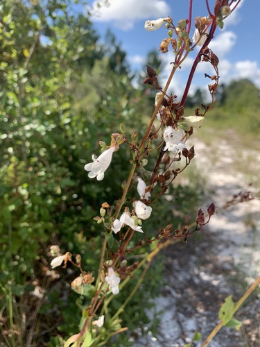 Image of Penstemon multiflorus by no rights reserved