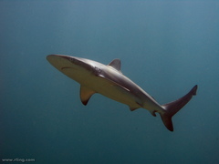 Carcharhinus obscurus