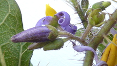 Solanum palinacanthum