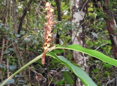 Alpinia stachyodes