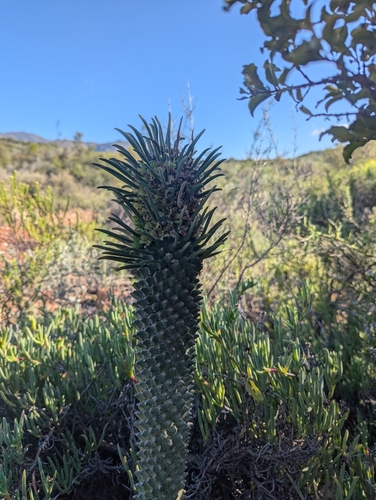 Image of Euphorbia clandestina by (c) biogeek, some rights reserved (CC BY)