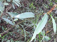 Alpinia stachyodes