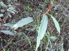 Alpinia stachyodes
