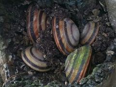 Caracolus