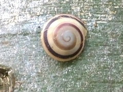 Caracolus