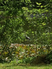 Ardea cinerea
