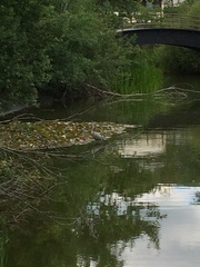 Ardea cinerea