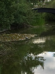 Ardea cinerea