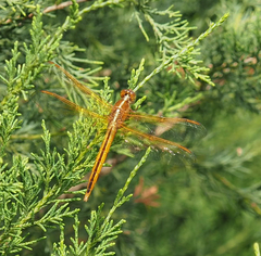 Libellula needhami