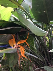 Strelitzia reginae reginae