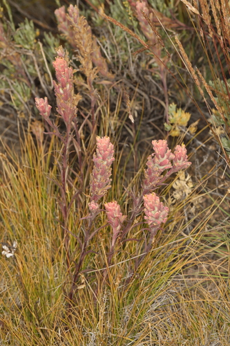 Image of Castilleja praeterita by (c) Steve Matson, some rights reserved (CC BY)