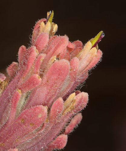 Image of Castilleja praeterita by (c) Steve Matson, some rights reserved (CC BY)