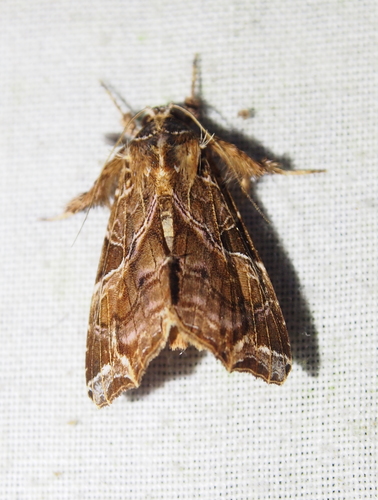 Florida Fern Moth