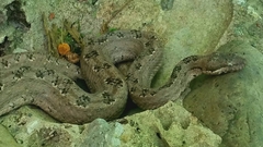 Tropidophis melanurus