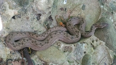 Tropidophis melanurus
