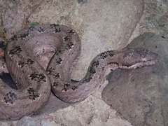 Tropidophis melanurus