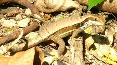Leiocephalus macropus
