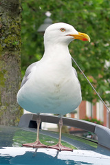 Larus argentatus