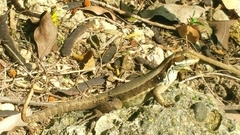 Leiocephalus macropus