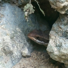 Leiocephalus macropus