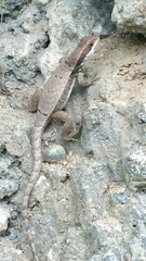 Leiocephalus macropus