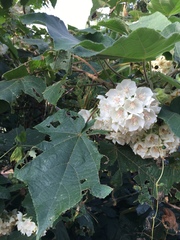 Dombeya tiliacea