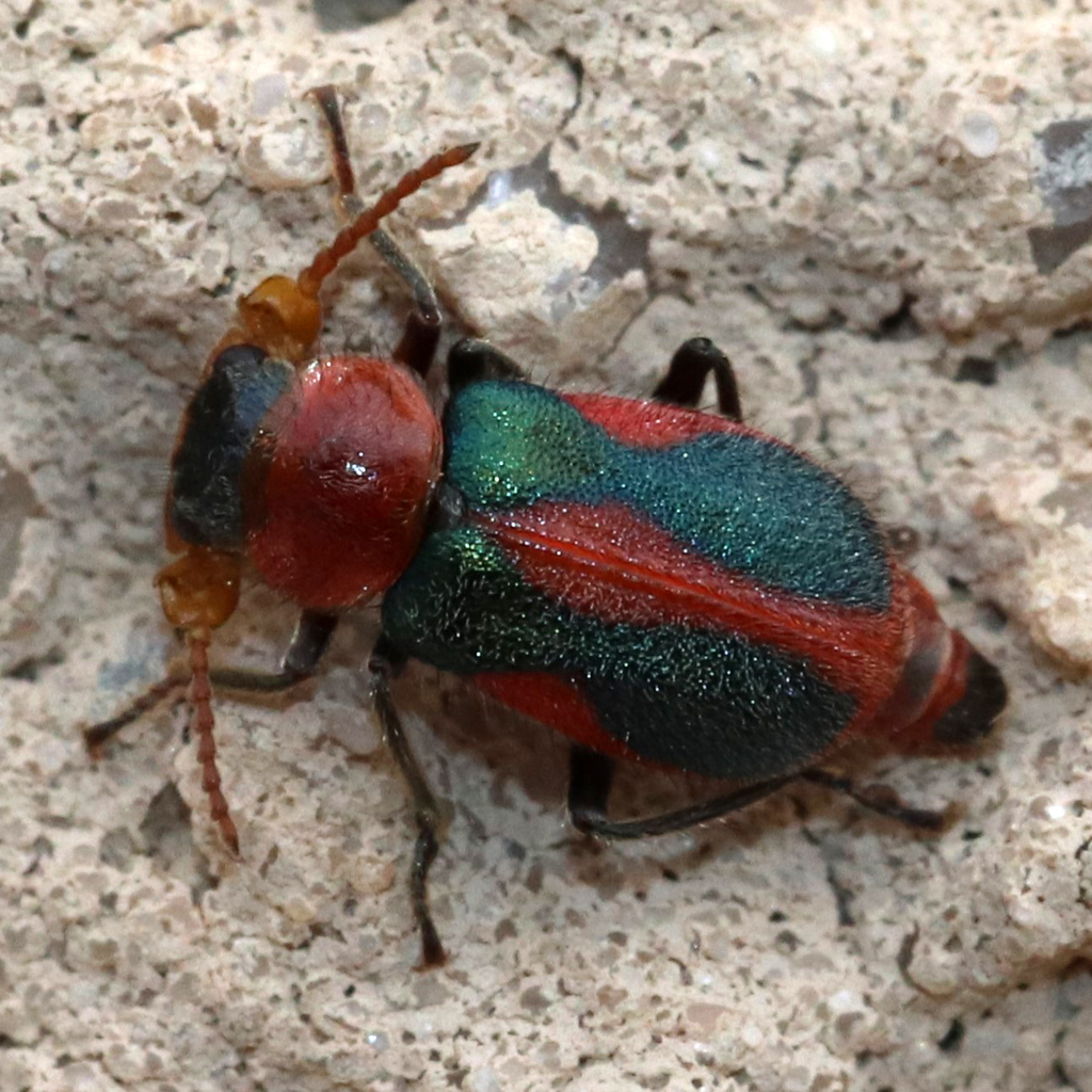 Striped Collops