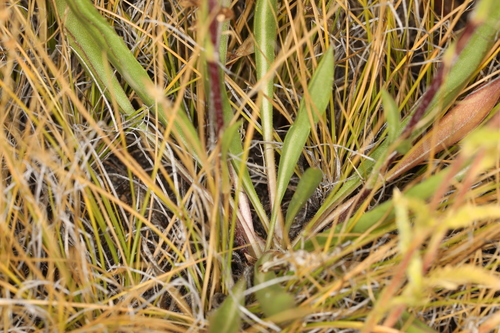 Image of Pyrrocoma apargioides by (c) Steve Matson, some rights reserved (CC BY)