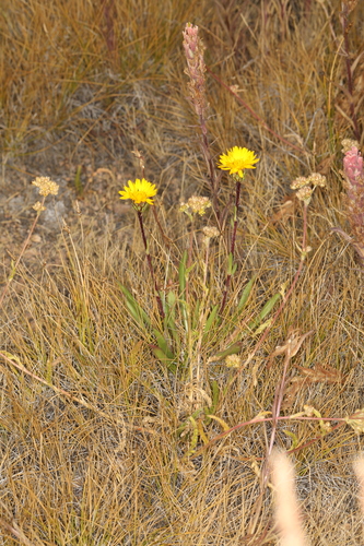 Image of Pyrrocoma apargioides by (c) Steve Matson, some rights reserved (CC BY)