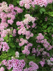 Bombus