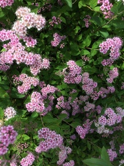 Bombus