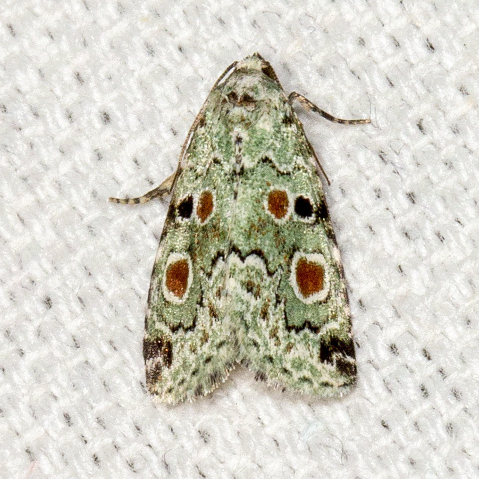 Red-spotted Glyph
