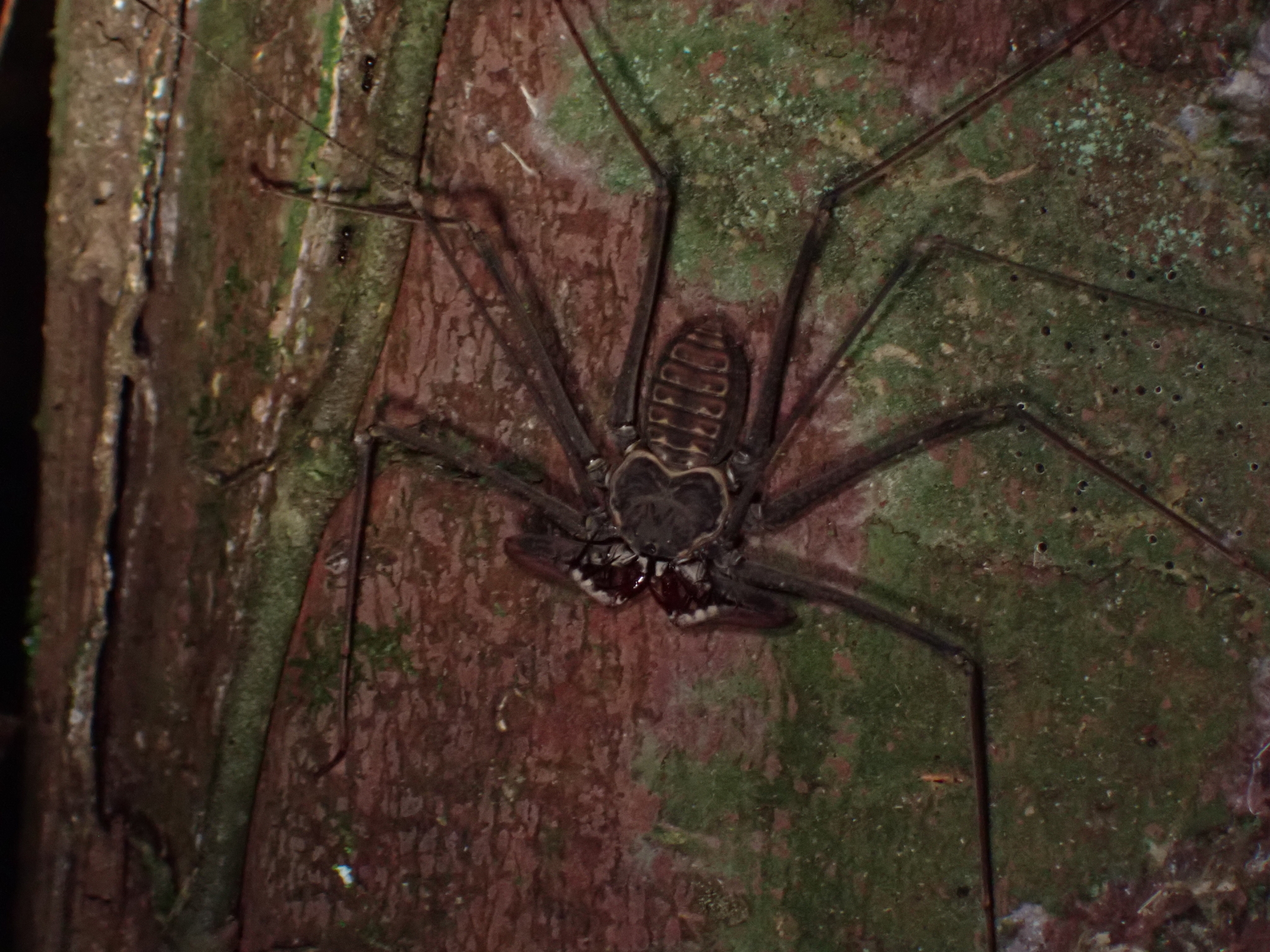 Heterophrynus batesii (Butler, 1873)