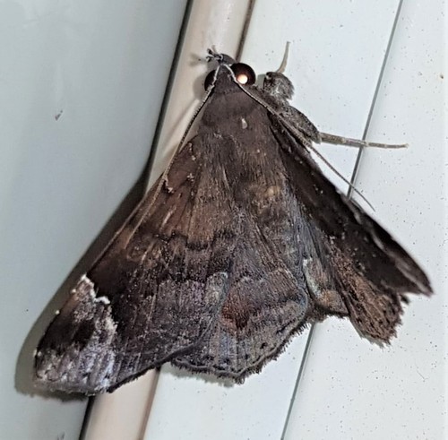 Euclystis Nescia Inaturalist